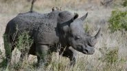 Rhino Poacher Gets Killed by Elephant, Body Eaten by Lions in South Africa's Kruger National Park