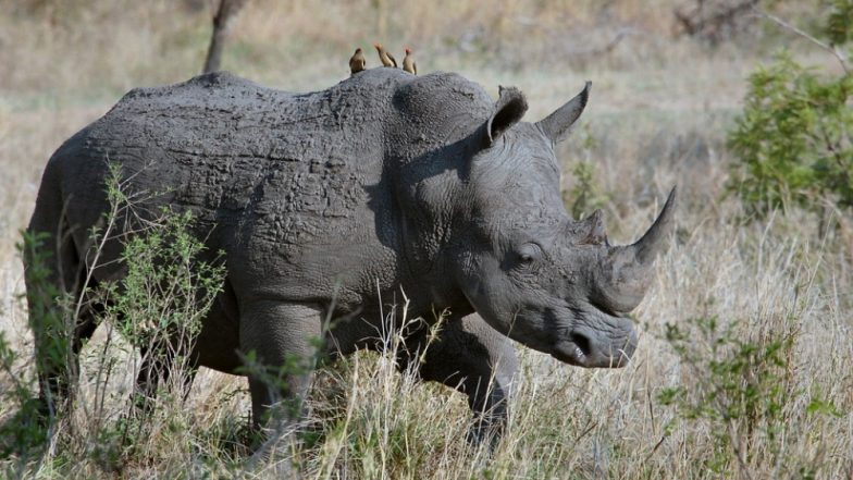 Poachers Kill Rhino in Assam’s Kaziranga National Park, Horn Hacked Off, First Poaching Since April 2019