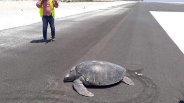 Endangered Sea Turtle Returns to Lay Eggs on Maldives Beach, Finds Maafaru Runway Instead (View Heartbreaking Picture)