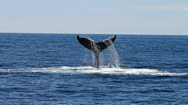 Australia: Humpback Whales Spotted ‘Bubble-Net Feeding’ For the First Time in the Continent, Watch Mesmerising Video