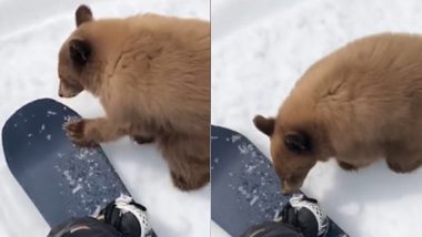 Adorable Bear Comes Close to Skier in California, Could Be Euthanised for Being Too Friendly With Humans (Watch Video)