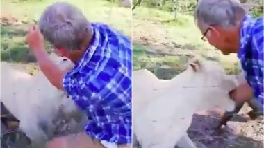 Man Strokes Caged Lion in South Africa, Lioness Attacks Him; Horrifying Video Goes Viral