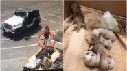 Woman Dumps 7 Newborn Puppies in Trash, Video From Coachella Goes Viral Angering Netizens (Watch Video)