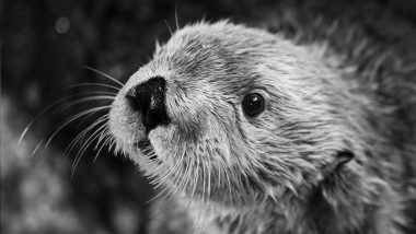 World's Oldest Sea Otter, Charlie Dies at 22 in California's Aquarium