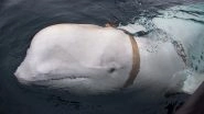 White 'Beluga' Whale Trained by Russian Military Found off North Norway With Harness (See Pictures)