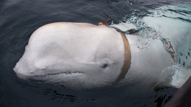 Beluga Whale Dies 3 Months After Move From Canada to Connecticut