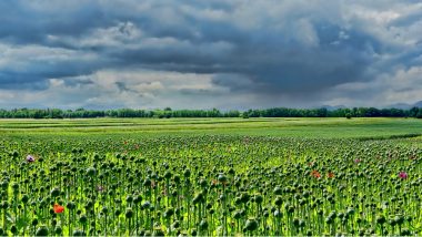 Poppies Bloom Across Afghanistan as Drought Eases