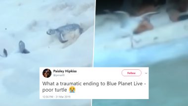 Seagull Snatches a Baby Turtle on 'BBC's Blue Planet Live', Leaving People Shocked (Watch Video)