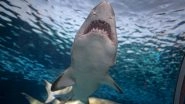 Shark Attacks Tourist Kayaking in Anaehoomalu Bay of Hawaii; Woman Hospitalised