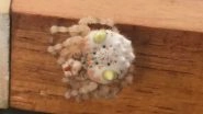 &lsquo;Sushi&rsquo; Spider Baffles People Online: Sydney User Shares Picture of Bizarre Eight-Legged Resting in His Home