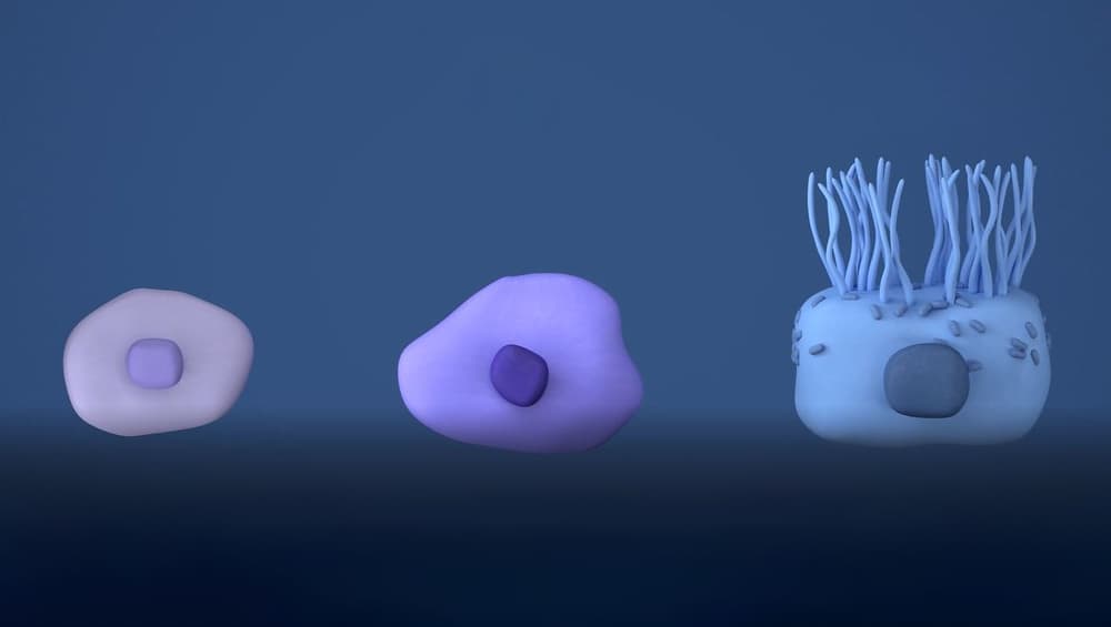 Intestinal Stem Cell Genes May Link Dietary Fat, Colon Cancer: Study Intestinal Stem Cell Genes May Link Dietary Fat, Colon Cancer: Study