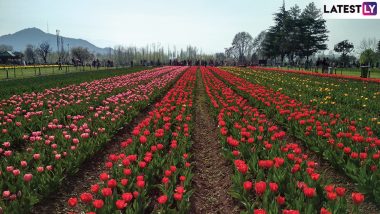 Jammu and Kashmir: Asia’s Largest Indira Gandhi Memorial Tulip Garden in Srinagar Opens for Public