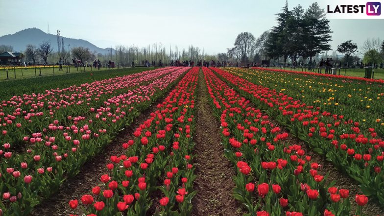 Tulip Garden in Kashmir Delights Tourists With Beautiful Blooms; Visitors Throng Srinagar As Tourist Season Begins (View Pics)