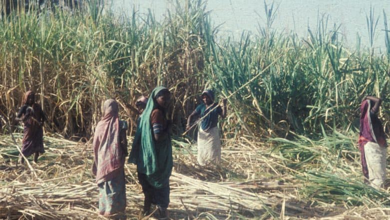 ‘Womb-Less’ Villages of Beed Reveal the Shocking Truth Why Many Women Here Don't Have Uteruses ‘Womb-Less’ Villages of Beed Reveal the Shocking Truth Why Many Women Here Don't Have Uteruses