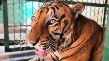 Yash, 12-Year-Old Royal Bengal Tiger Dies of Cancer at Sanjay Gandhi National Park