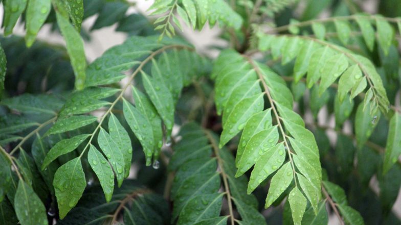 Kadi Patta - Study Details Benefits of Magic Herb Curry Leaves