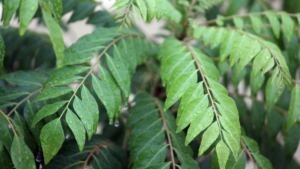 Kadi Patta - Study Details Benefits of Magic Herb Curry Leaves Kadi Patta - Study Details Benefits of Magic Herb Curry Leaves
