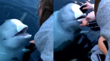 Russian ‘Spy’ Whale Turns Good Samaritan for Norwegian Woman