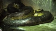 Green Anaconda Snake Gives 'Virgin Birth' to 18 Snakes Despite Living in All FEMALE Company in New England Aquarium