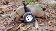 Disabled Baby Armadillo Rescued From Brazil Gets Custom-Made Wheelchair to Walk Around (Watch Cute Video)
