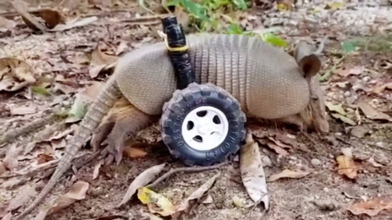 Disabled Baby Armadillo Rescued From Brazil Gets Custom-Made Wheelchair to Walk Around (Watch Cute Video)