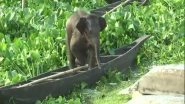 Assam: Baby Elephant Rescued by NDRF and State Forest Department