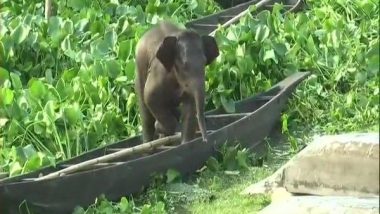 Assam: Baby Elephant Rescued by NDRF and State Forest Department