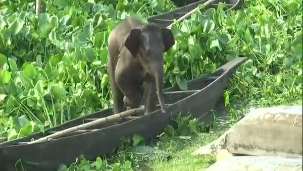 Assam: Baby Elephant Rescued by NDRF and State Forest Department