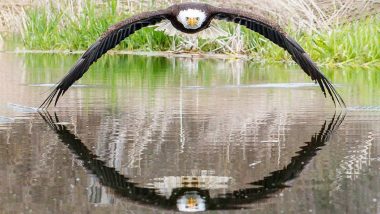 Perfect Symmetrical Picture of Bald Eagle and Its Reflection Goes Viral, View Steve Biro's Unbelievable Pic!