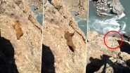 Brown Bear Pelted With Stones, Falls Into River in Jammu and Kashmir; Authorities Launch Search Operation After Video Goes Viral