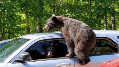 Bear Family Enters US Man's Car and Tries to Drive It, Photos Go Viral