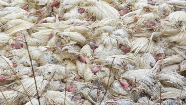 Bird Flu in India: Avian Influenza Confirmed in Poultry Farms in Maharashtra and Madhya Pradesh; Heron Sample in Delhi’s Rohini Tests Positive; Check Current Status Here