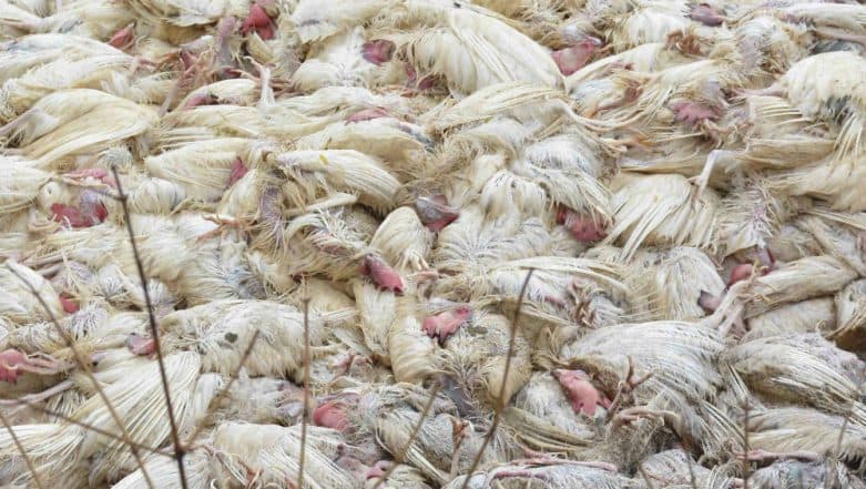 Bird Flu Erupts in Nepal, 21-Year-Old Youth Dead Bird Flu Erupts in Nepal, 21-Year-Old Youth Dead