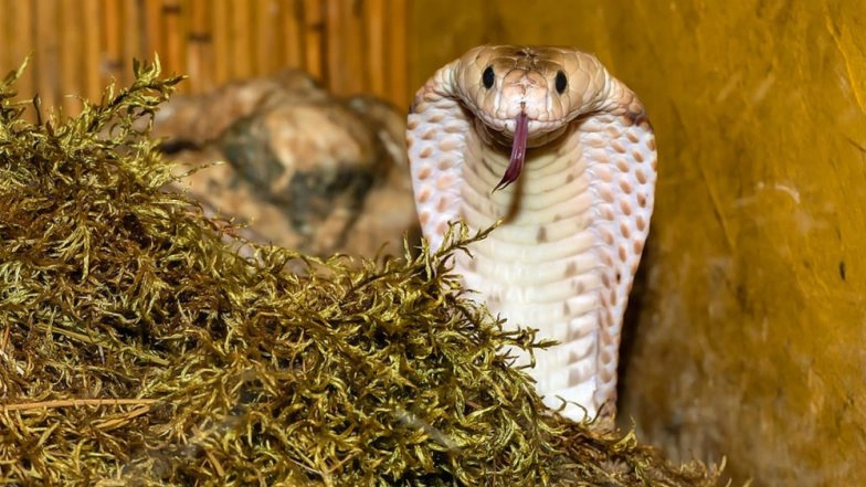Chhattisgarh Shocker: Man in Kanker District Dies of Cobra Bite During Live Show, Snake Charmer Thrashed by Crowd