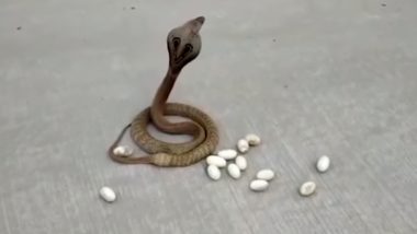 Cobra Lays Eggs in the Middle of a Street in Karnataka, Video of Rare Sight Goes Viral!