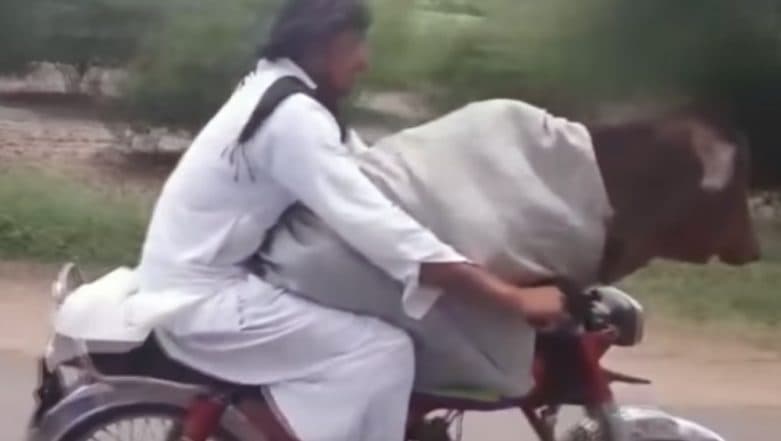 Man in Pakistan Rides a Bike With a Cow Sitting Calmly in Front, Watch Viral Video Man in Pakistan Rides a Bike With a Cow Sitting Calmly in Front, Watch Viral Video