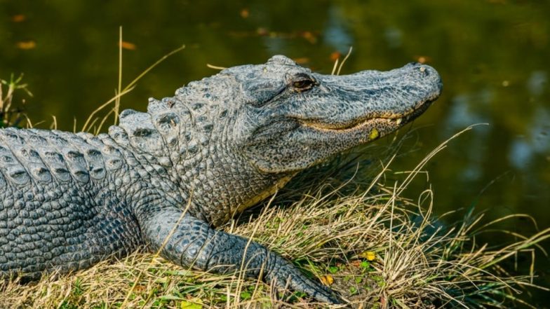 Crocodile in Vadodara! Six-Feet Long Reptile Rescued from Narmada Canal, Forest Officials Take Croc on Bike (Watch Video)