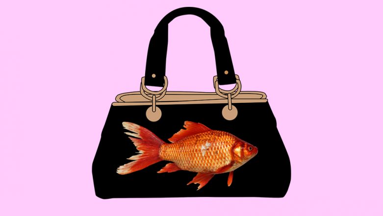 Girl Shocked to Find Dead Goldfish in a Bag Her Mom Ordered Online