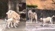 Wolf and Dog Fall in Love at Chinese Zoo! Watch Viral Video of Their Cute Love Story