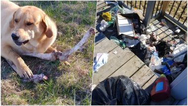 Wild Bear Bribes a Pet Dog With Deer Bones To Eat Family's Trash in Ontario, Funny Tweet Goes Viral