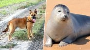 Dog Kills Rare Threatened Guadalupe Seal Pup on Northern California Beach