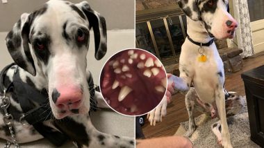 Dog With 70 Teeth! Owner Discovers Her Great Dane's Abnormal Condition During Routine Check Up