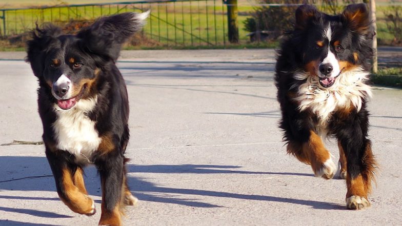 Chinese Man Names Dogs After Government Employees, Detained For Giving 'Illegal Names' to His Canines