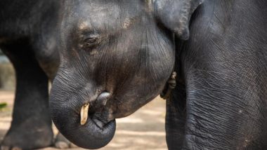 Baby Elephant 'Dumbo' Dies at Thailand Zoo After Breaking Hind Legs While Forcefully Performing for Tourists (Watch Video)