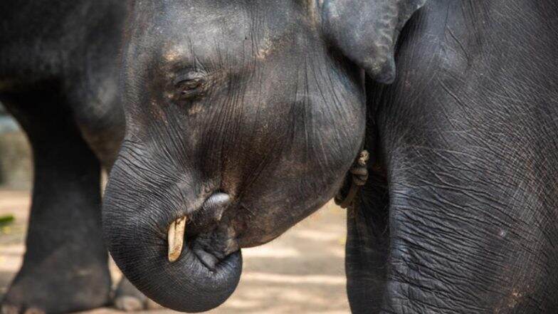 Baby Elephant 'Dumbo' Dies at Thailand Zoo After Breaking Hind Legs While Forcefully Performing for Tourists (Watch Video) Baby Elephant 'Dumbo' Dies at Thailand Zoo After Breaking Hind Legs While Forcefully Performing for Tourists (Watch Video)