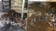 House Full of Snakes Catches Fire in Arizona! Phoenix Fire Department Rescues Over 100 Reptiles and Other Animals  (Watch Pics and Video)