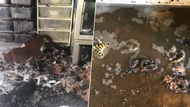 House Full of Snakes Catches Fire in Arizona! Phoenix Fire Department Rescues Over 100 Reptiles and Other Animals  (Watch Pics and Video)