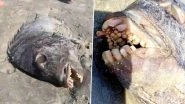 Weird Fish With Human Teeth Found on a US Beach; Know More About Sheepshead Fish (Watch Video)