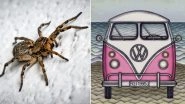 Georgia Woman Jumps Out of Van As Spider Crawls Onto Her Lap, Vehicle Lands in River