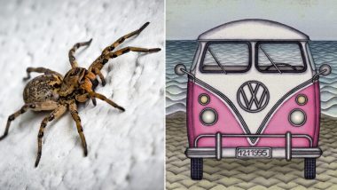 Georgia Woman Jumps Out of Van As Spider Crawls Onto Her Lap, Vehicle Lands in River